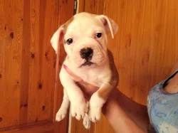 Staroanglický buldog štěně s PP