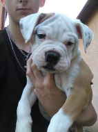 Staroanglický buldog štěně s PP