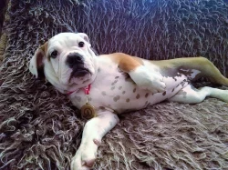 Staroanglický buldog štěně s PP