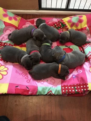 zadá Stafordšírský bulteriér s pp