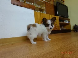 Papillon Motýlek s PP