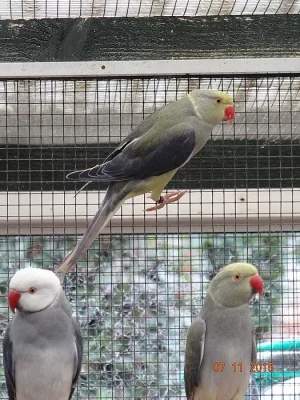 clear head clear tail indian ringneck parakeets