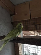 Prodám papouška červenokřídlého a dvě andulky