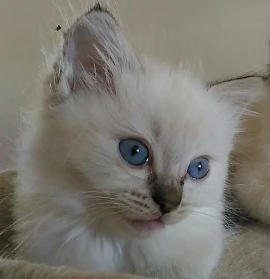 Ragdoll s rodokmenem.