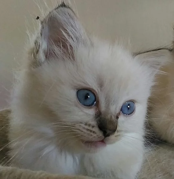 Ragdoll s rodokmenem.