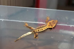 Samci pagekona řasnatého (Rhacodactylus ciliatus)