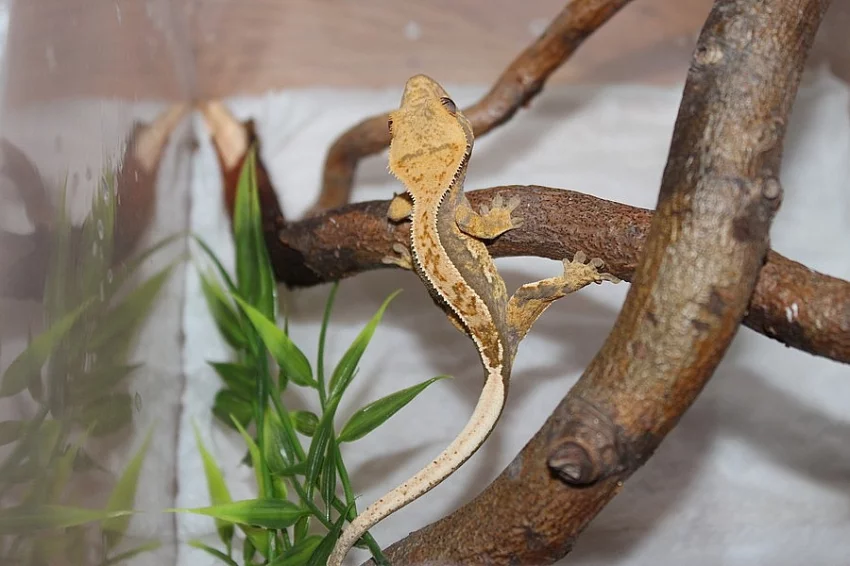 Samci pagekona řasnatého (Rhacodactylus ciliatus)