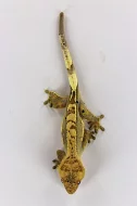 Samci pagekona řasnatého (Rhacodactylus ciliatus)