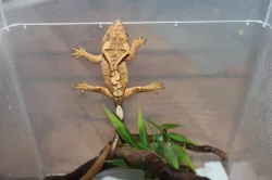 Samci pagekona řasnatého (Rhacodactylus ciliatus)