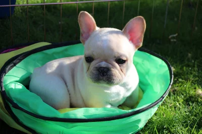 Nádherné francouzské buldok štěňátka
