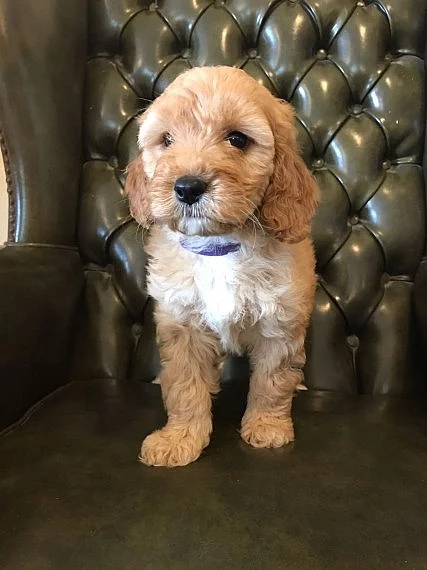 Ready Now - Čokoládová Labradoodle Puppy