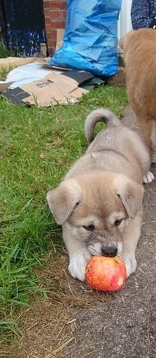 Americká akita štěně