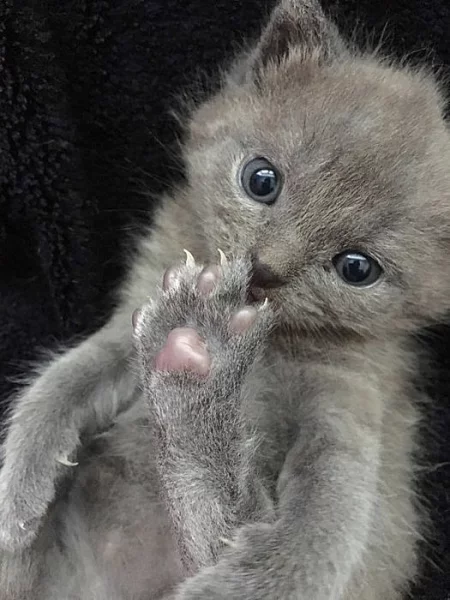 Prodáme kartouzského kocourka