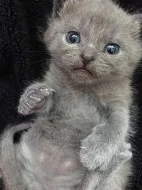 Prodáme kartouzského kocourka
