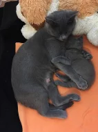 Prodáme kartouzského kocourka