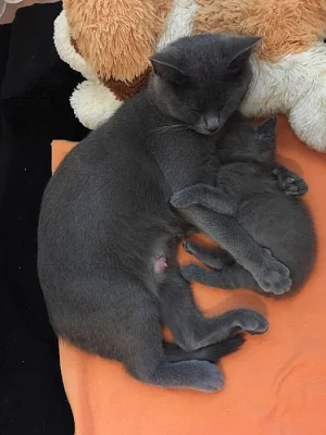 Prodáme kartouzského kocourka