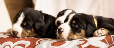 Appenzellský Salašnický pes s PP