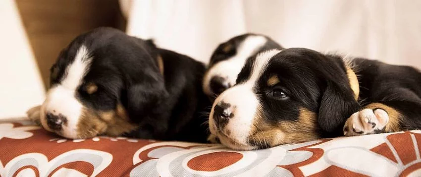 Appenzellský Salašnický pes s PP