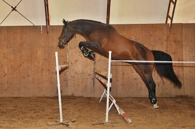 prodám mladého nadějného koně