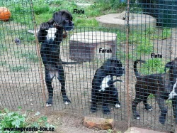 S PP fenky štěň. box. z chov. stan.