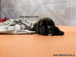 S PP fenky štěň. box. z chov. stan.