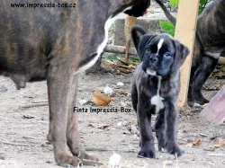 S PP fenky štěň. box. z chov. stan.