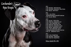 Šteňátka APBT - pit bull teriér