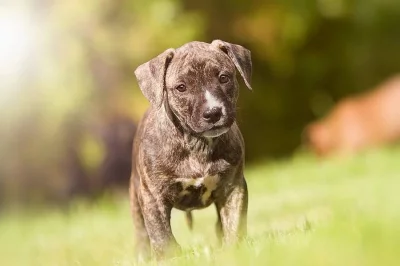 Šteňátka APBT - pit bull teriér