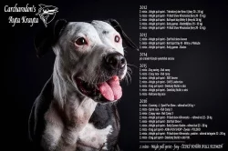 Šteňátka APBT - pit bull teriér