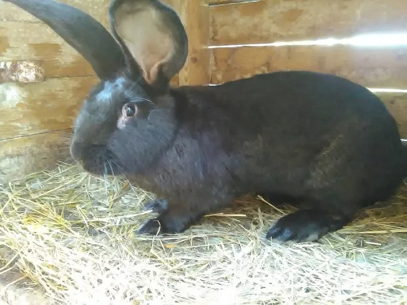 Prodám králíky,prodej králíků