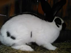 Prodám králíky,prodej králíků