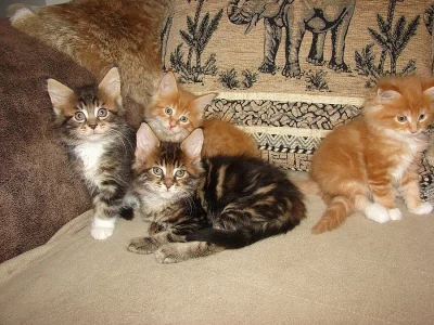 Mainská mývalí s pp,