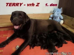 Čokoládový labrador