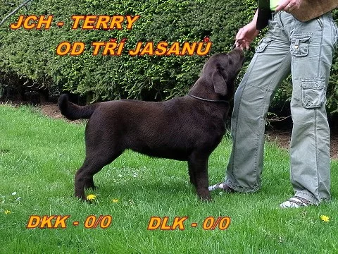 Čokoládový labrador