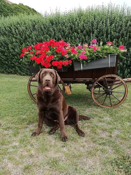 Labrador retriever - štěňátka s PP