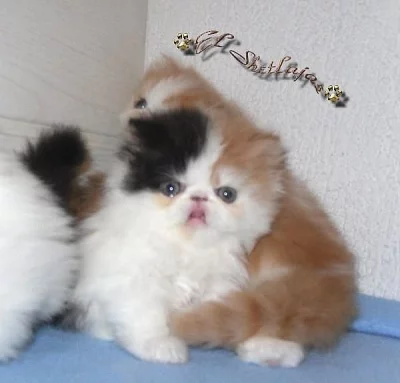 PERSIAN KITTENS PRO .