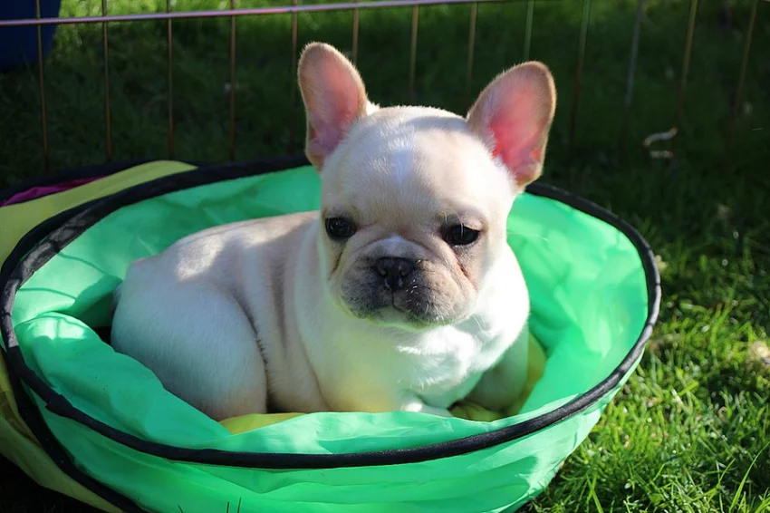 Nádherný Francouzský buldoček štěňata