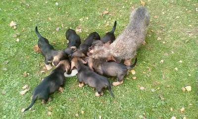 Jezevčík drsnosrstý stand. - štěňata s PP