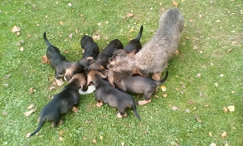 Jezevčík drsnosrstý stand. - štěňata s PP