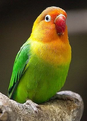 daruji mládě Agapornise Fischeri