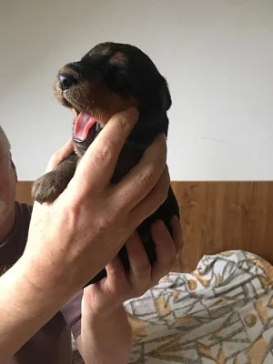 Štěnátka ERDELTERIER