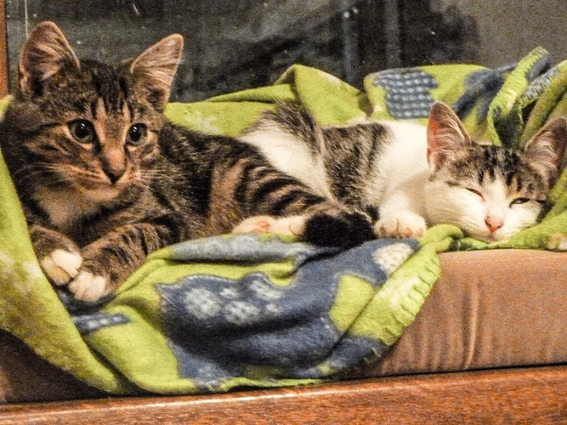 Kocourci