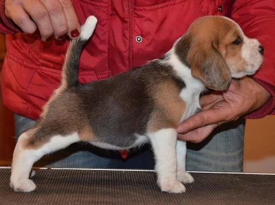 Bígl - štěňátka