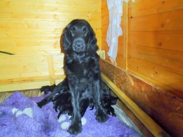 Flat coated retriever s PP