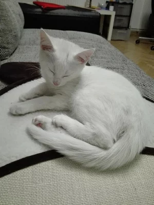 Daruji bílou kočičku