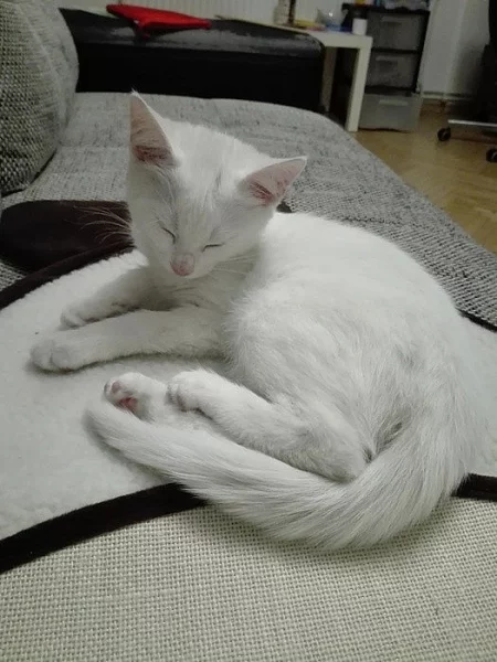 Daruji bílou kočičku