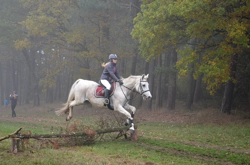 Klisna LADY