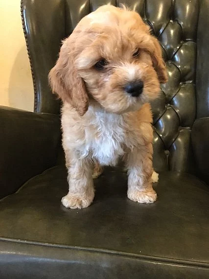 Ready Now - Čokoládová Labradoodle Puppy