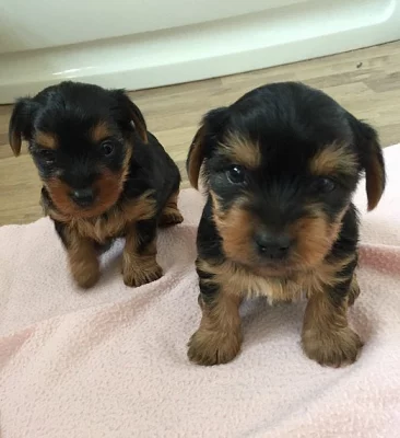 Yorkshire teriér Štěňátka pro rodokmen