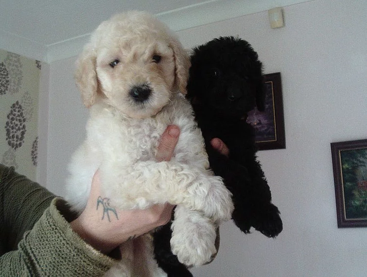 Štěňátka jsou připraveni na dovolenou, aby tam byli